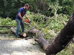 Leaf Removal in Bunker Hill Village, TX